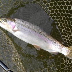 大安トラウトレイク 釣果